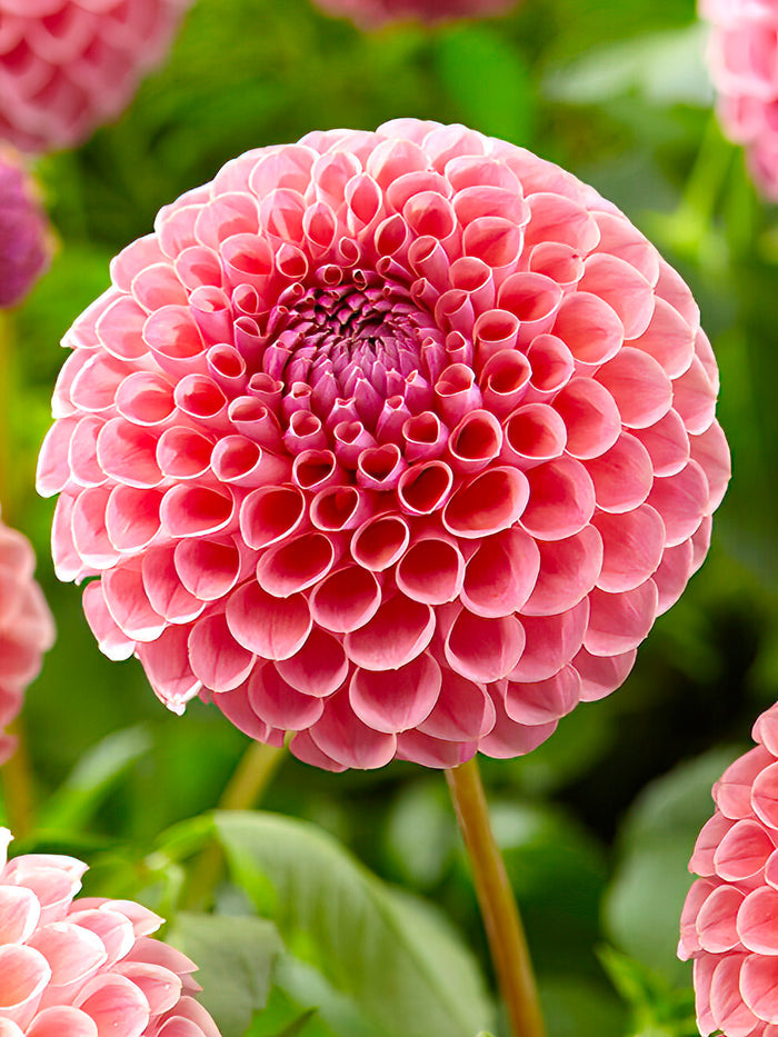 Dahlia Jowey Winnie