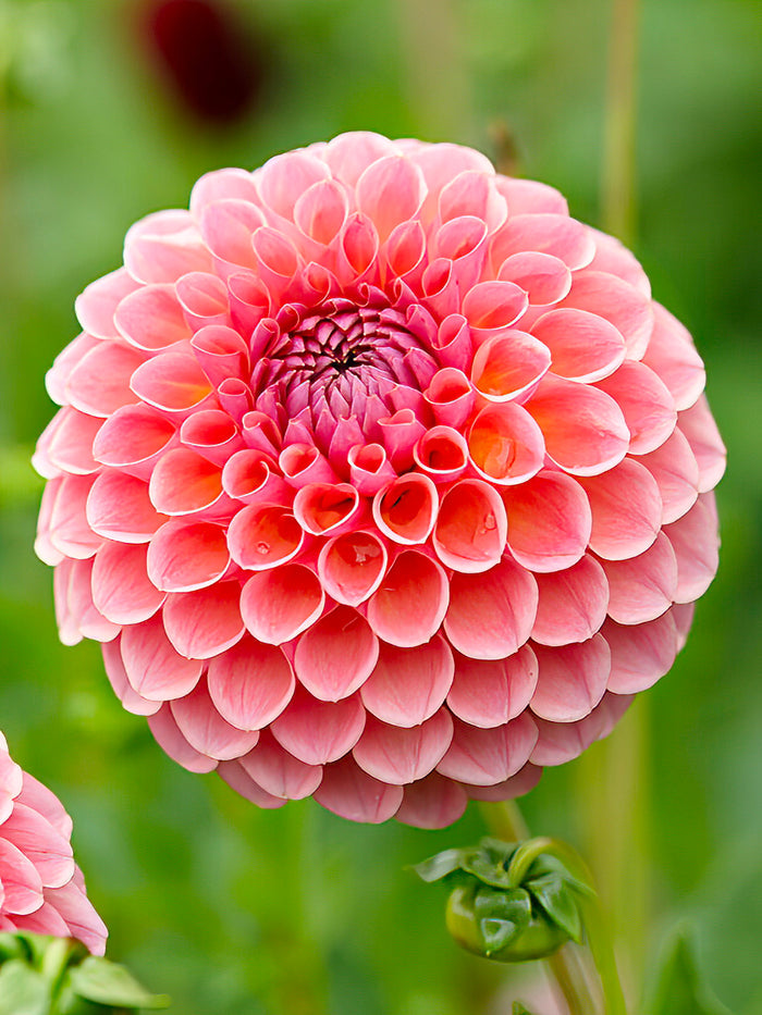 Dahlia Jowey Winnie