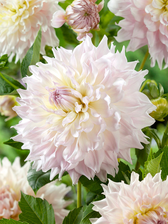 Dahlia Kas Cloud
