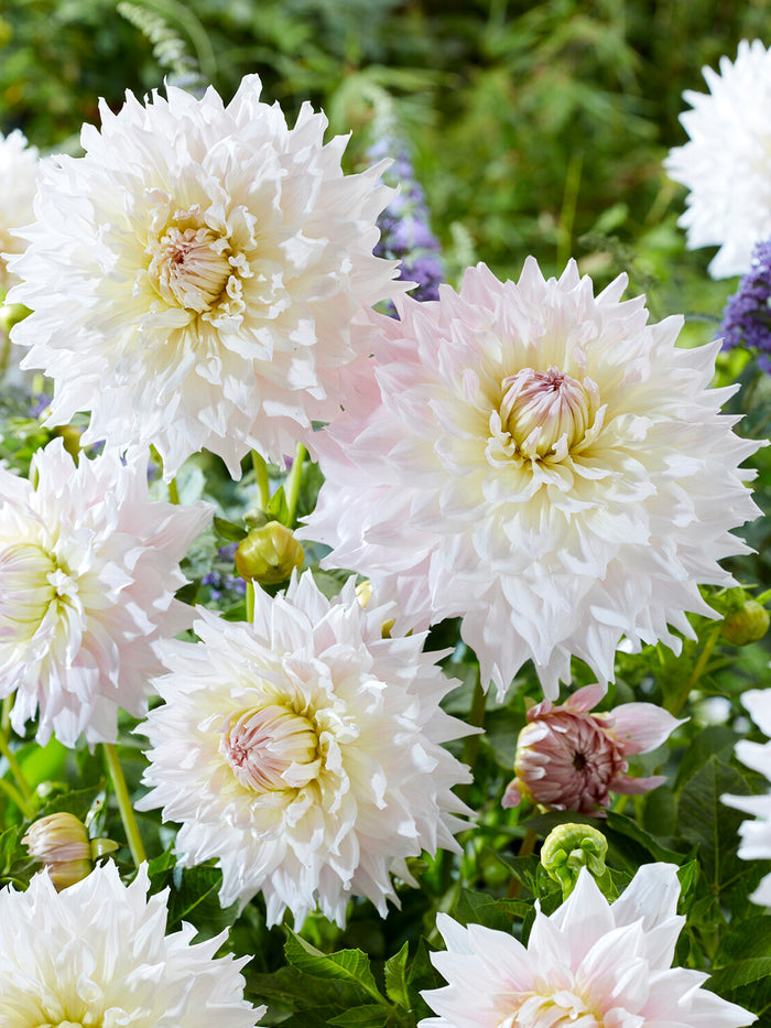 Dahlia Kas Cloud