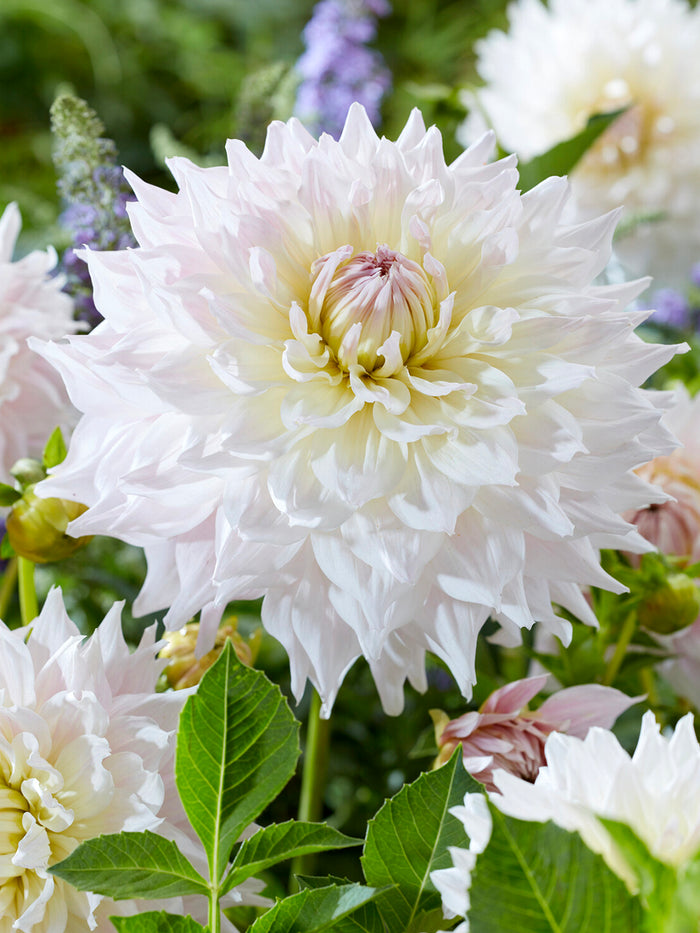Dahlia Kas Cloud