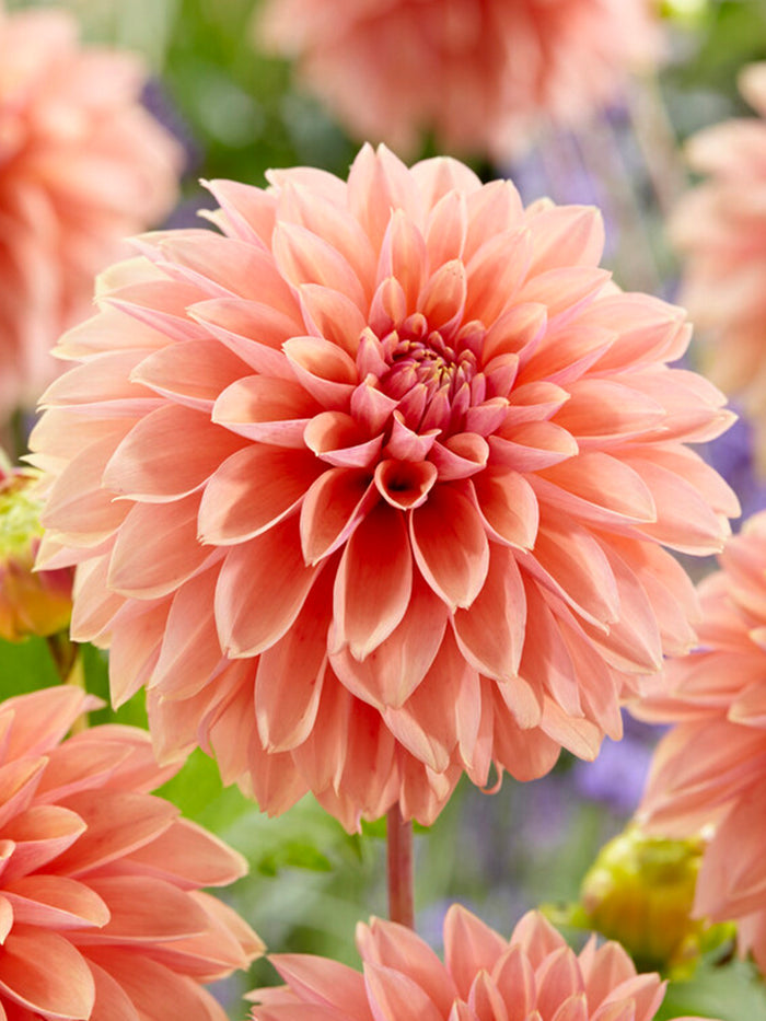 Dahlia Kick Off