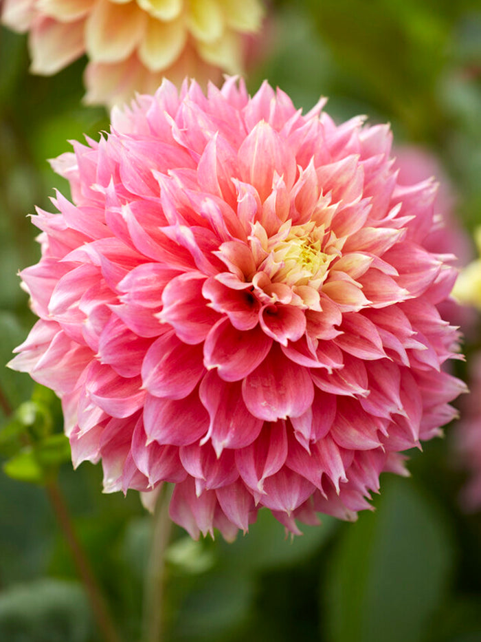 Dahlia Kogane Fubuki