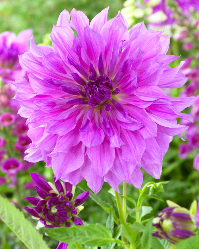 Dahlia Lavender Ruffles Tubers