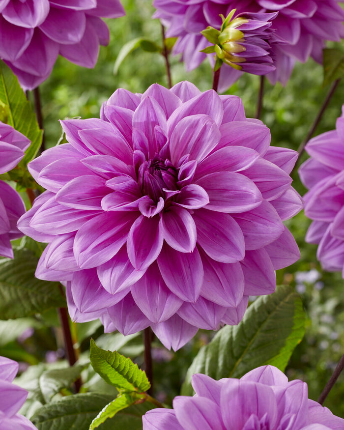 Dahlia Lilac Time