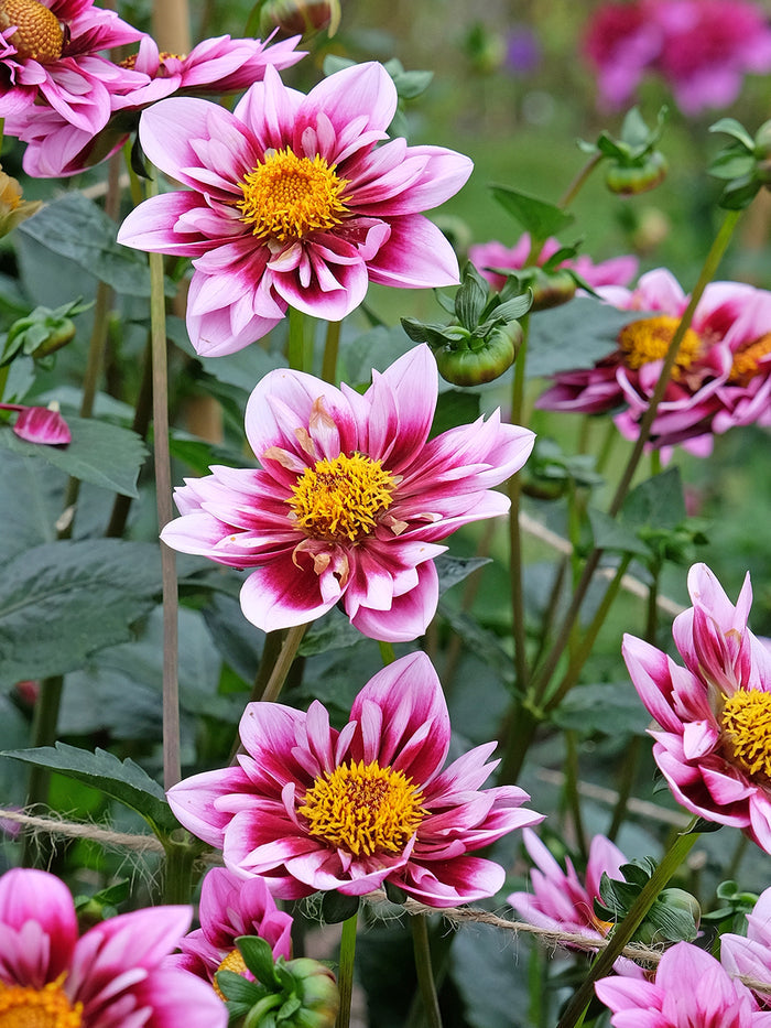 Dahlia Liquid Desire