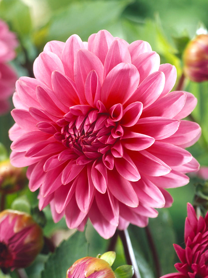 Lucky Number Dahlia