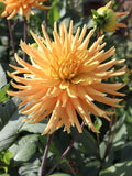 Dahlia Ludwig Helfert