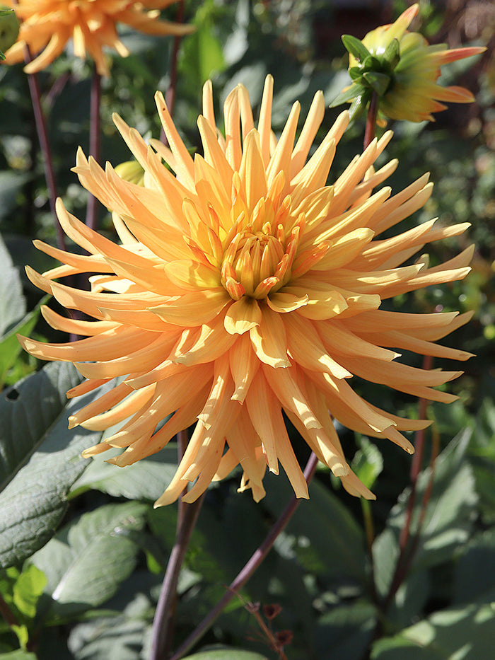 Dahlia Ludwig Helfert