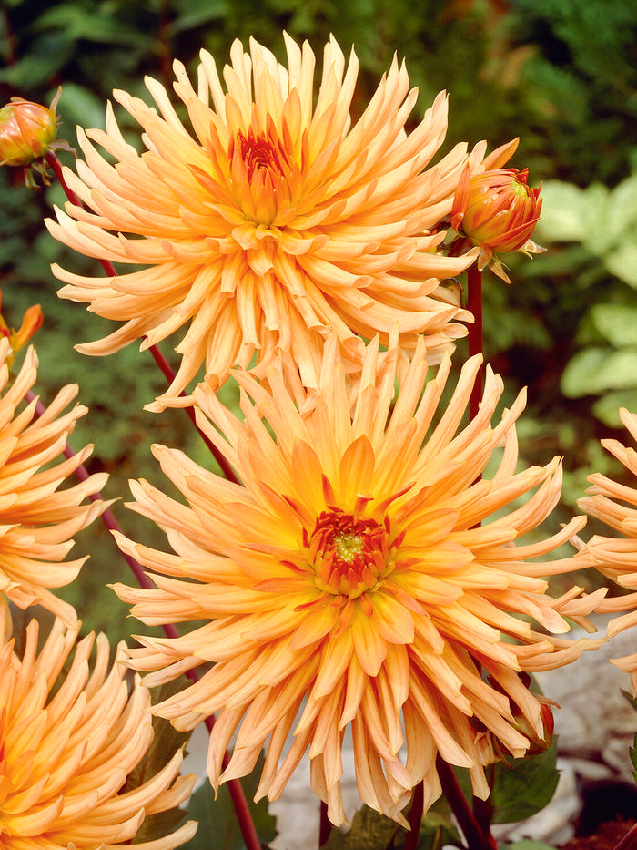 Dahlia Ludwig Helfert
