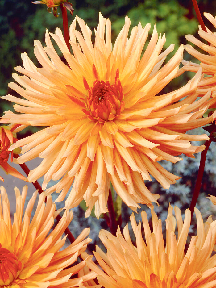 Dahlia Ludwig Helfert