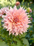 Dahlia Mango Madness