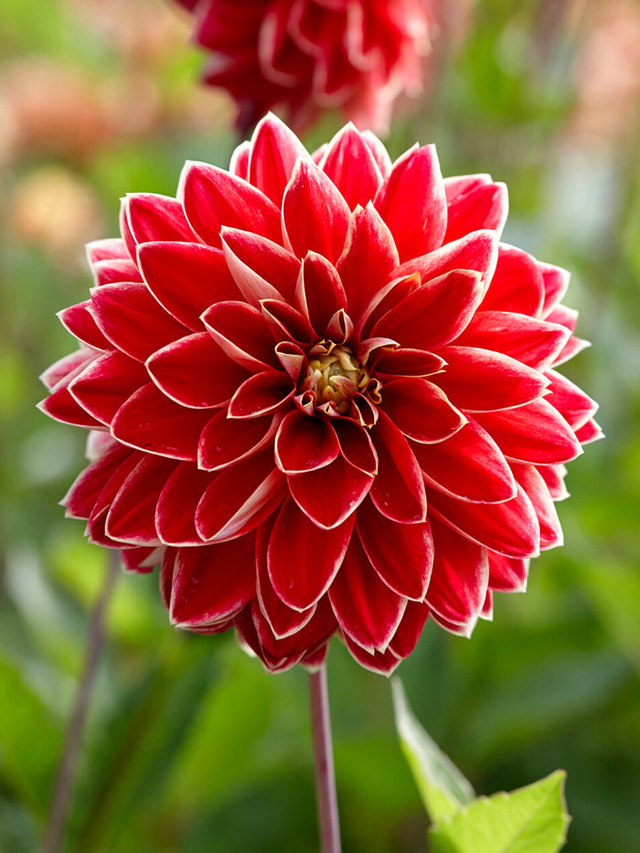 Dahlia Maxime