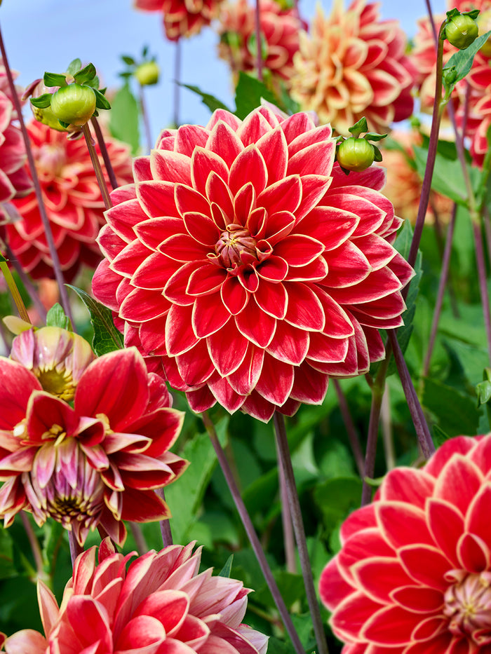 Dahlia Maxime