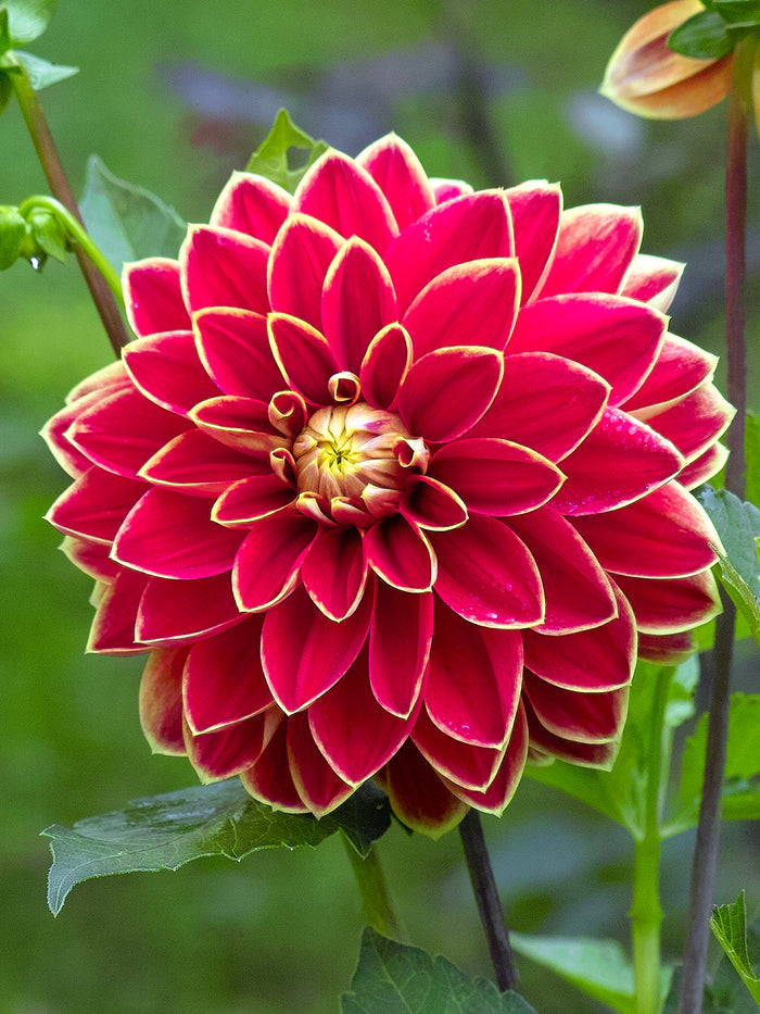 Dahlia Maxime