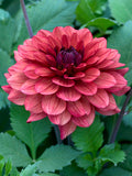 Dahlia Missis Miley