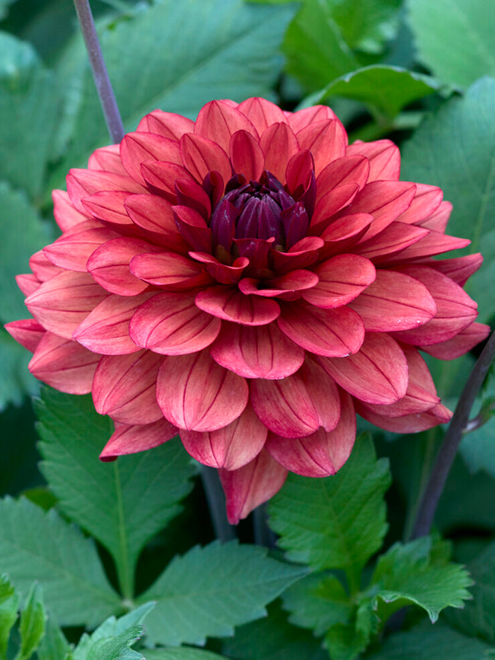 Dahlia Missis Miley
