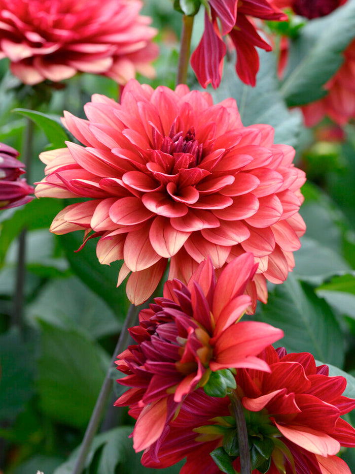 Dahlia Missis Miley