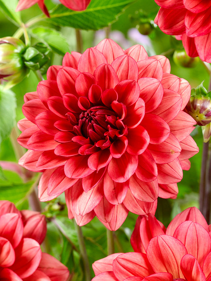 Dahlia Missis Miley