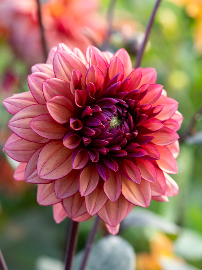 Dahlia Molly Raven