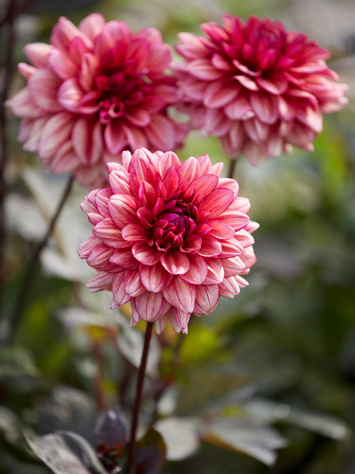 Dahlia Molly Raven