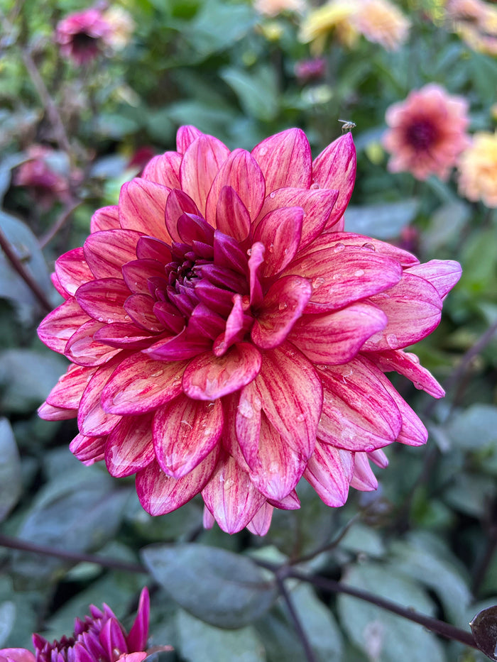 Dahlia Molly Raven