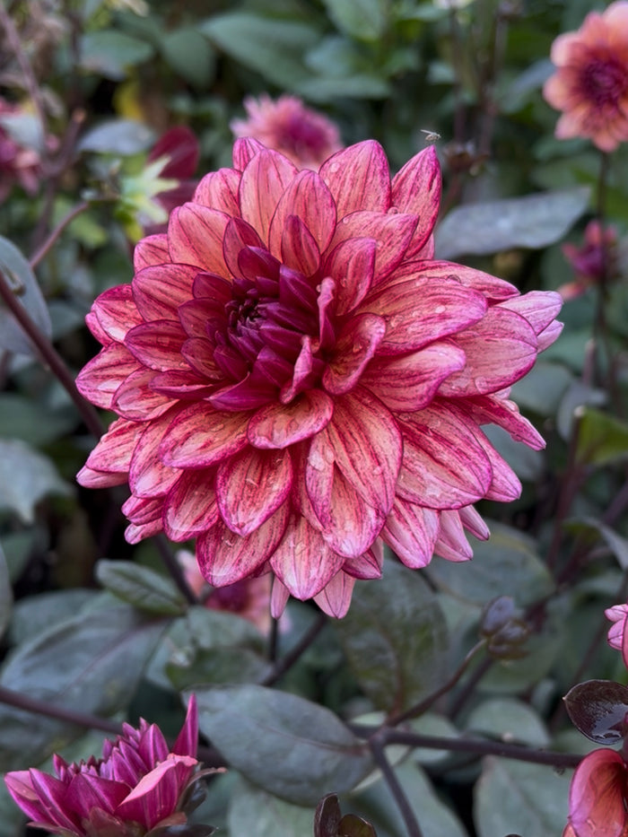 Dahlia Molly Raven