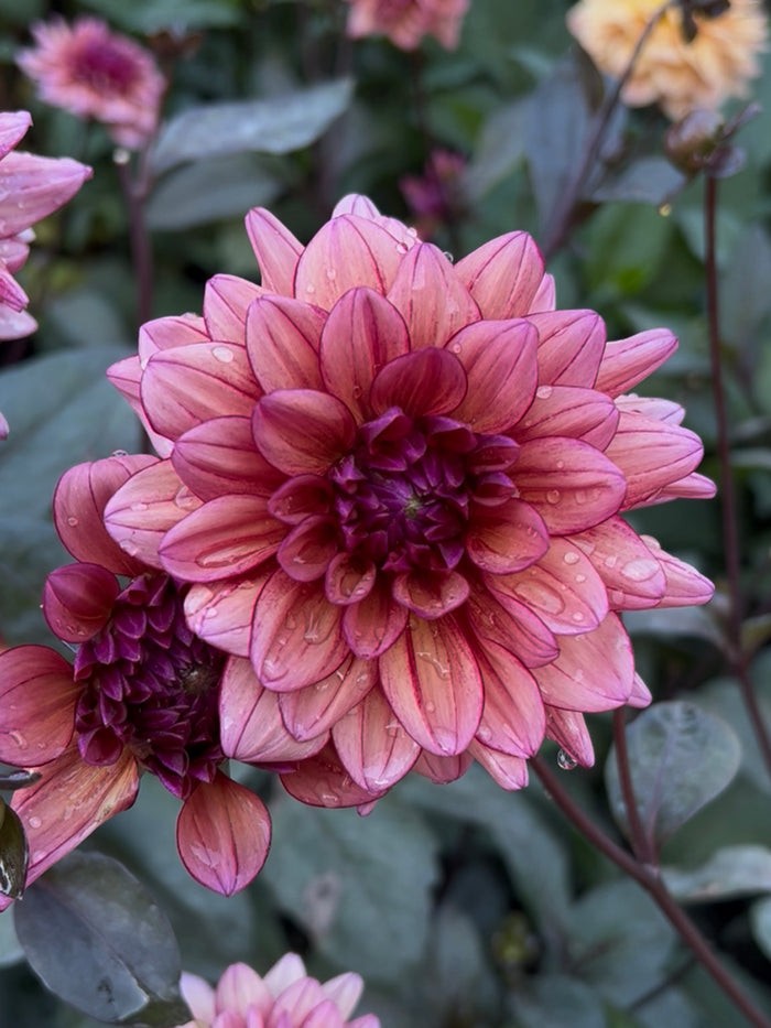 Dahlia Molly Raven