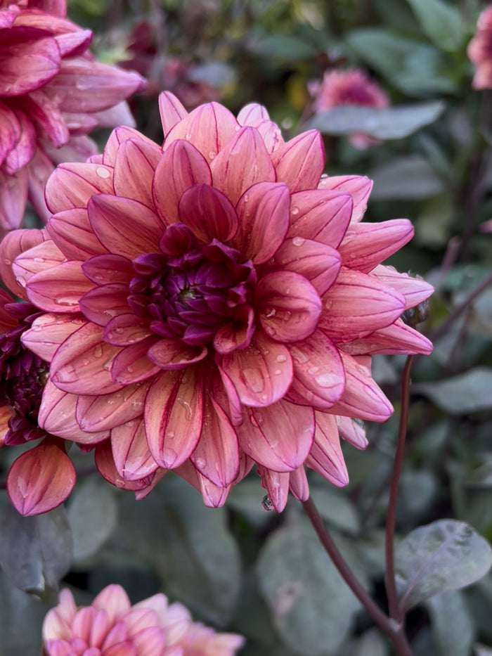 Dahlia Molly Raven