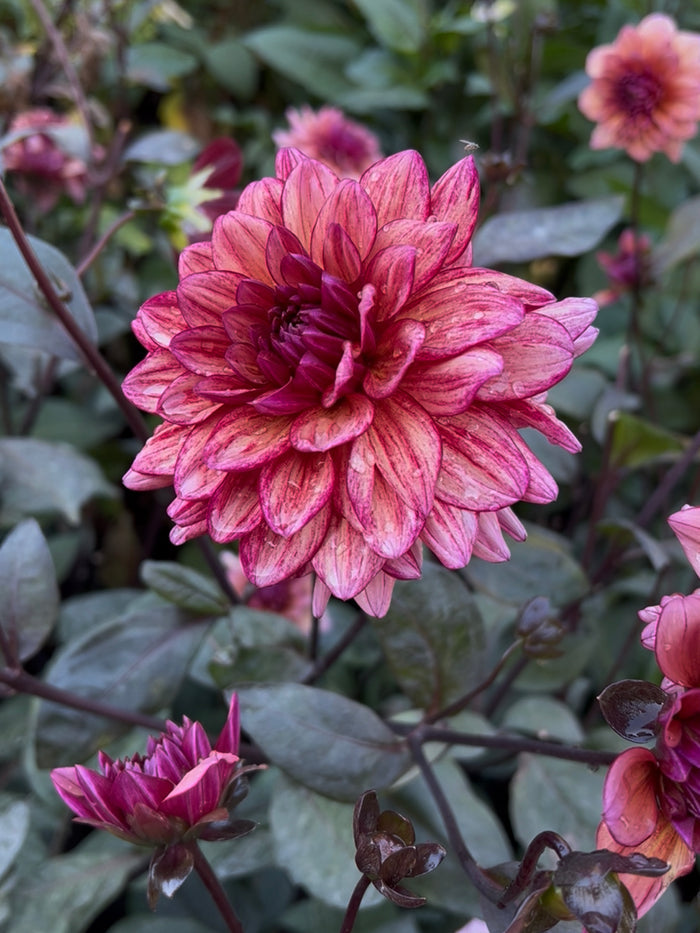 Dahlia Molly Raven