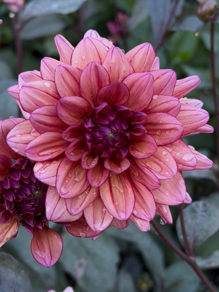 Dahlia Molly Raven