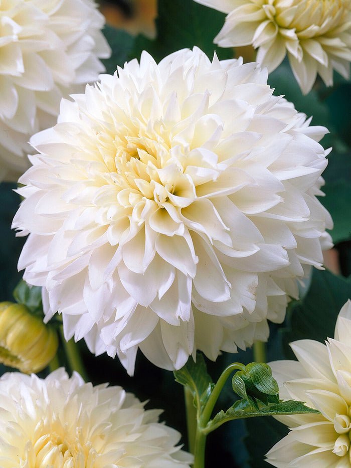 Dahlia Myama Fubuki