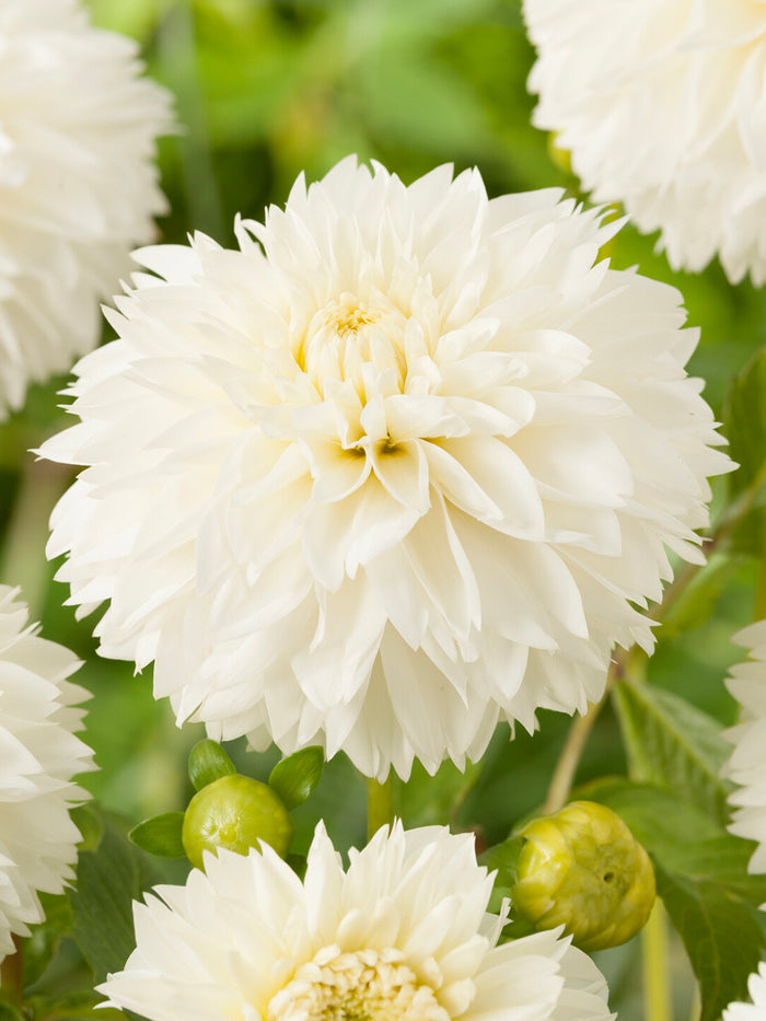 Dahlia Myama Fubuki