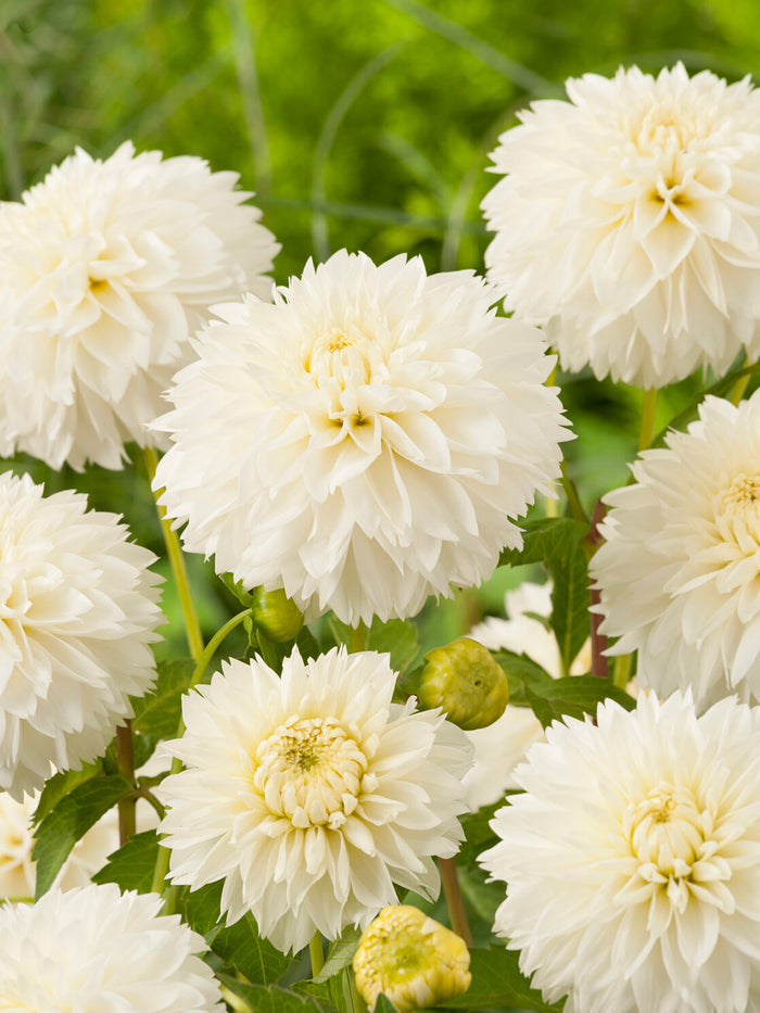 Dahlia Myama Fubuki