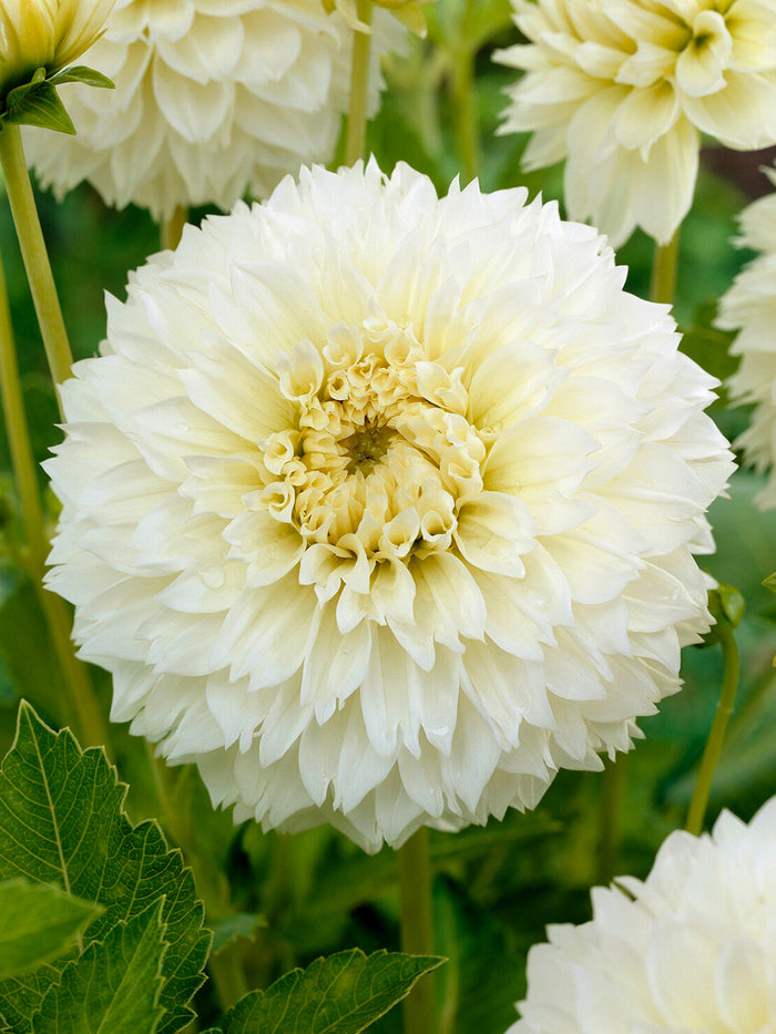 Dahlia Myama Fubuki