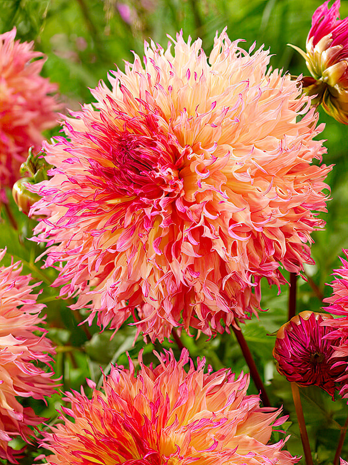 Dahlia Myrtle's Folly