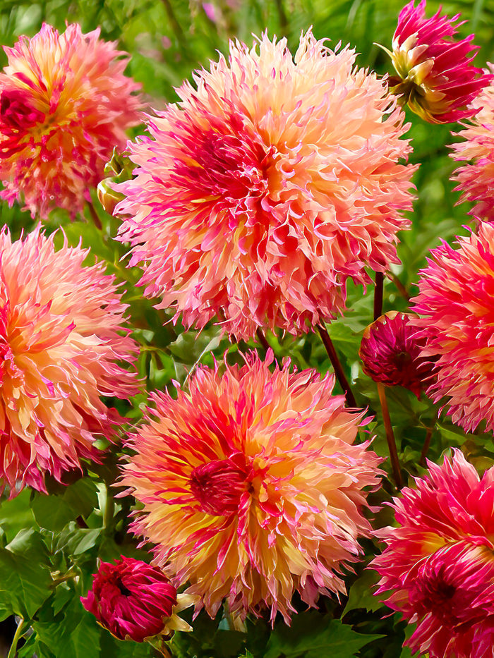 Dahlia Myrtle's Folly