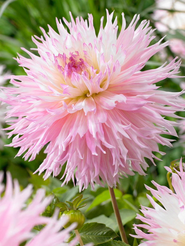 Dahlia Nadia Ruth