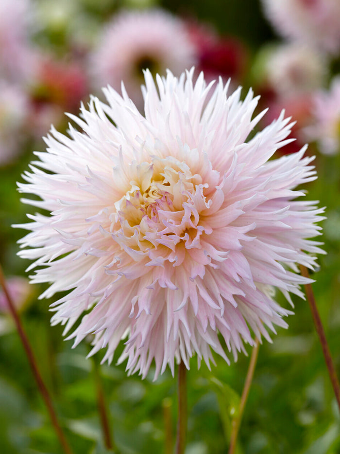Dahlia Nadia Ruth