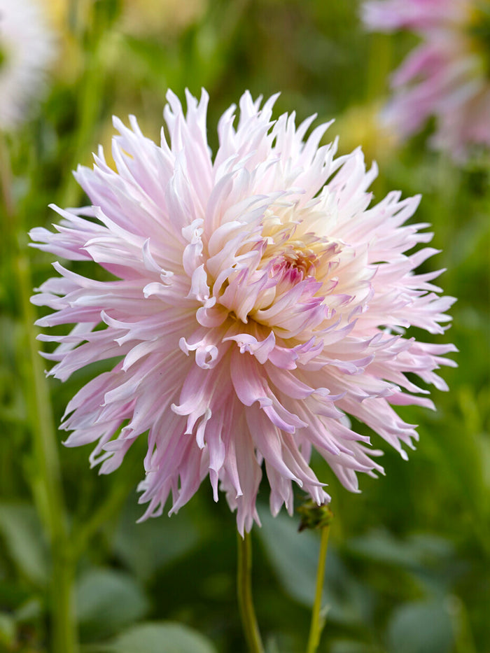 Dahlia Nadia Ruth