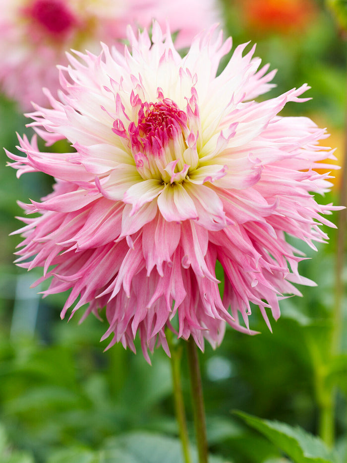 Dahlia Nadia Ruth