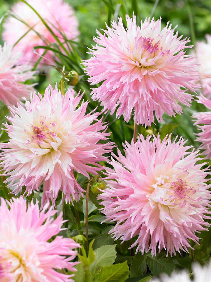 Dahlia Nadia Ruth