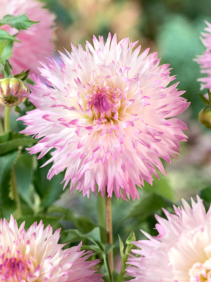 Dahlia Nadia Ruth