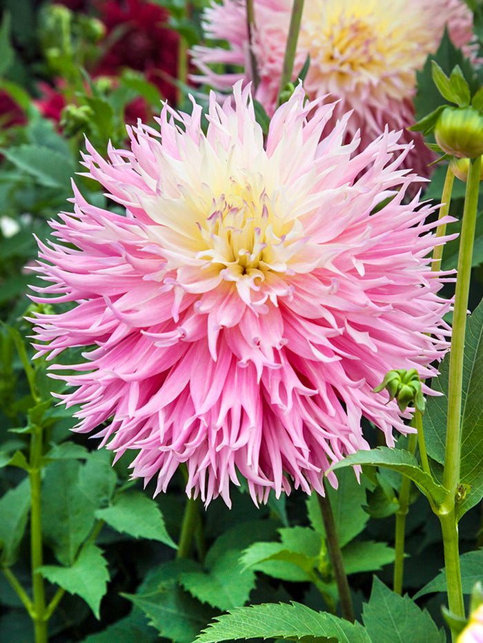Dahlia Nadia Ruth