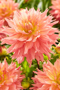 Buy Dahlia Omega Tubers