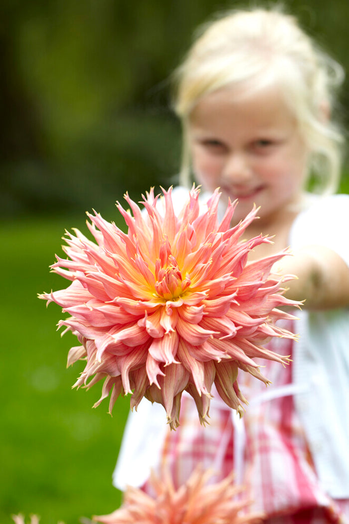Dahlia Omega Tubers