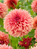 Dahlia Orange Fubuki