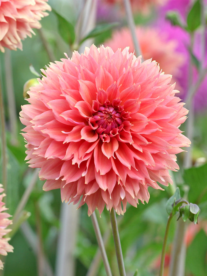 Dahlia Orange Fubuki