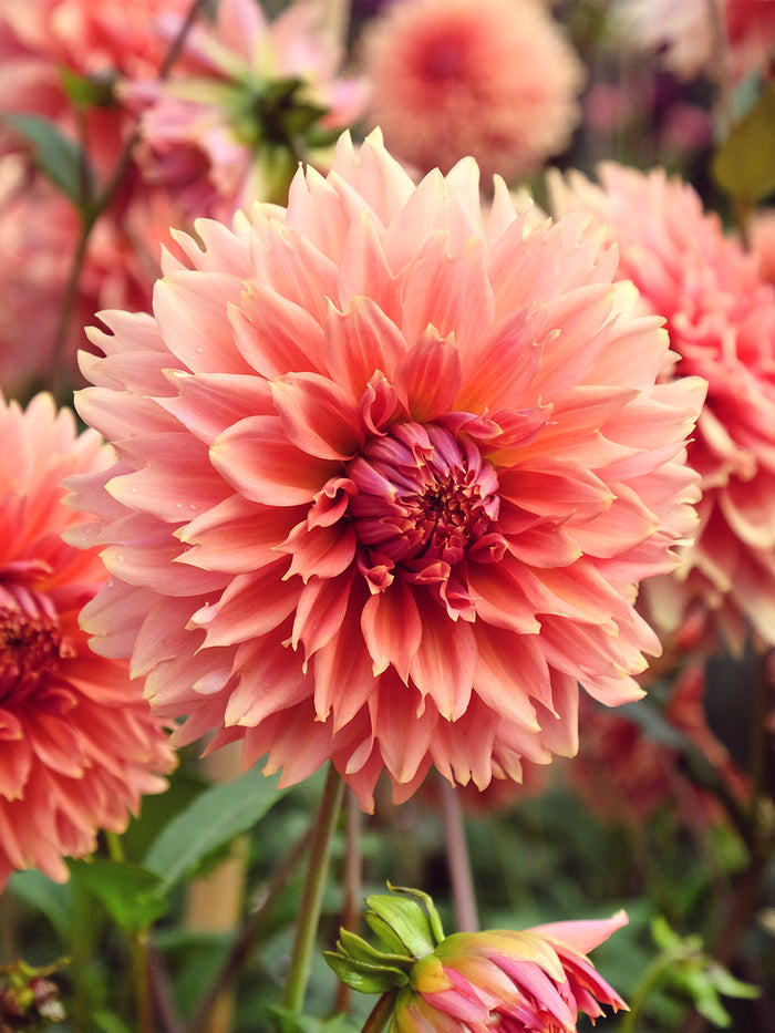 Dahlia Orange Fubuki