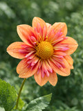 Dahlia Orange Hype